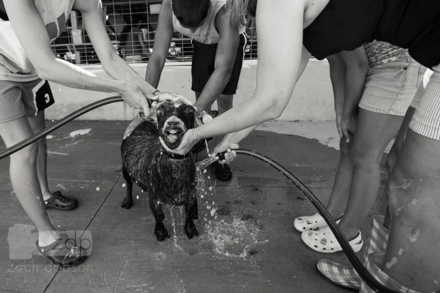 Washing a goat. Hamilton County Fair. Indiana Fairs & Festivals