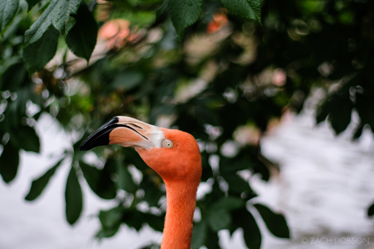 Indianapolis Zoo Flamingo