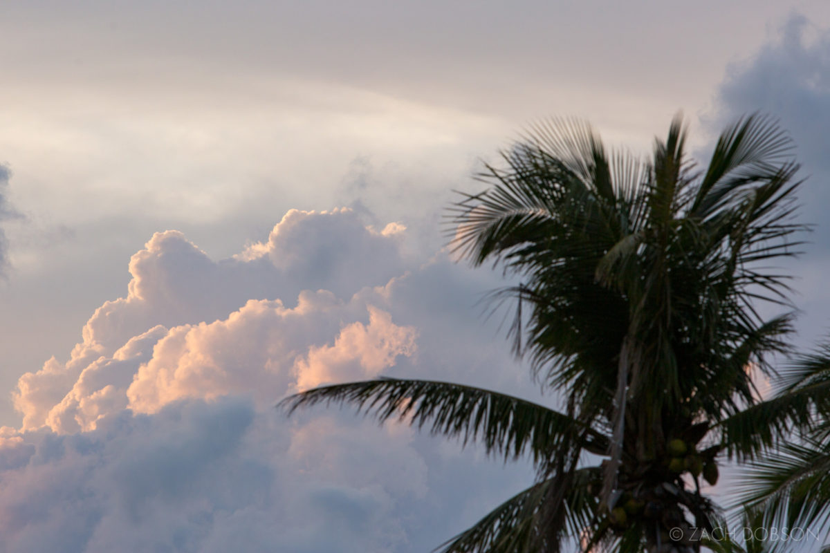 Islamorada-Florida Keys-Palm Tree