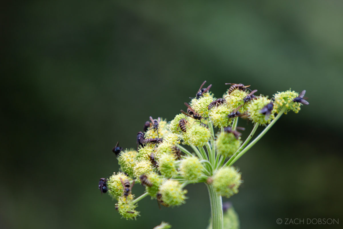 Great Smoky Mountains bees on flower