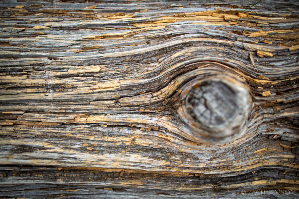 Great Smoky Mountains tree bark