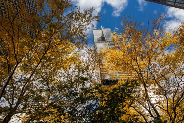 downtown-chicago-willis-tower