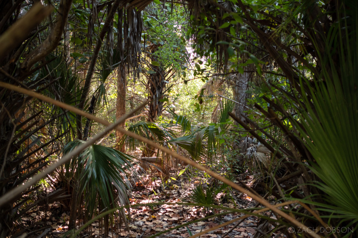 barefoot-beach-preserve-florida