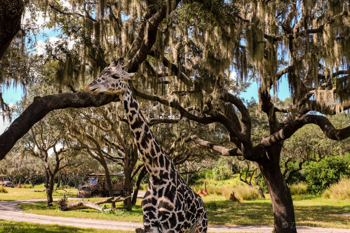 disney-world-animal-kingdom giraffes