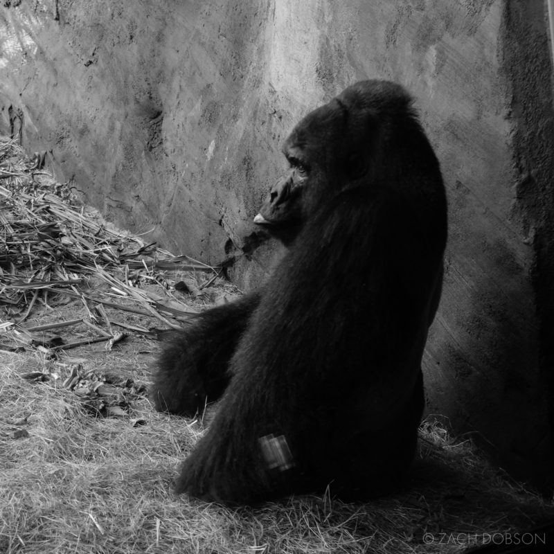 disney-world-animal-kingdom gorilla
