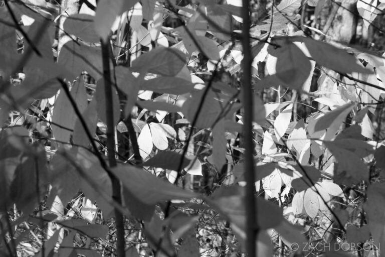 Fall Photography in Ritchey Woods Nature Preserve