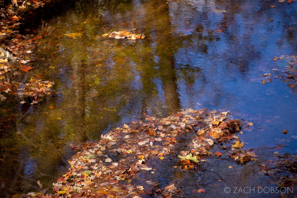 Fishers Indiana Fall Photography