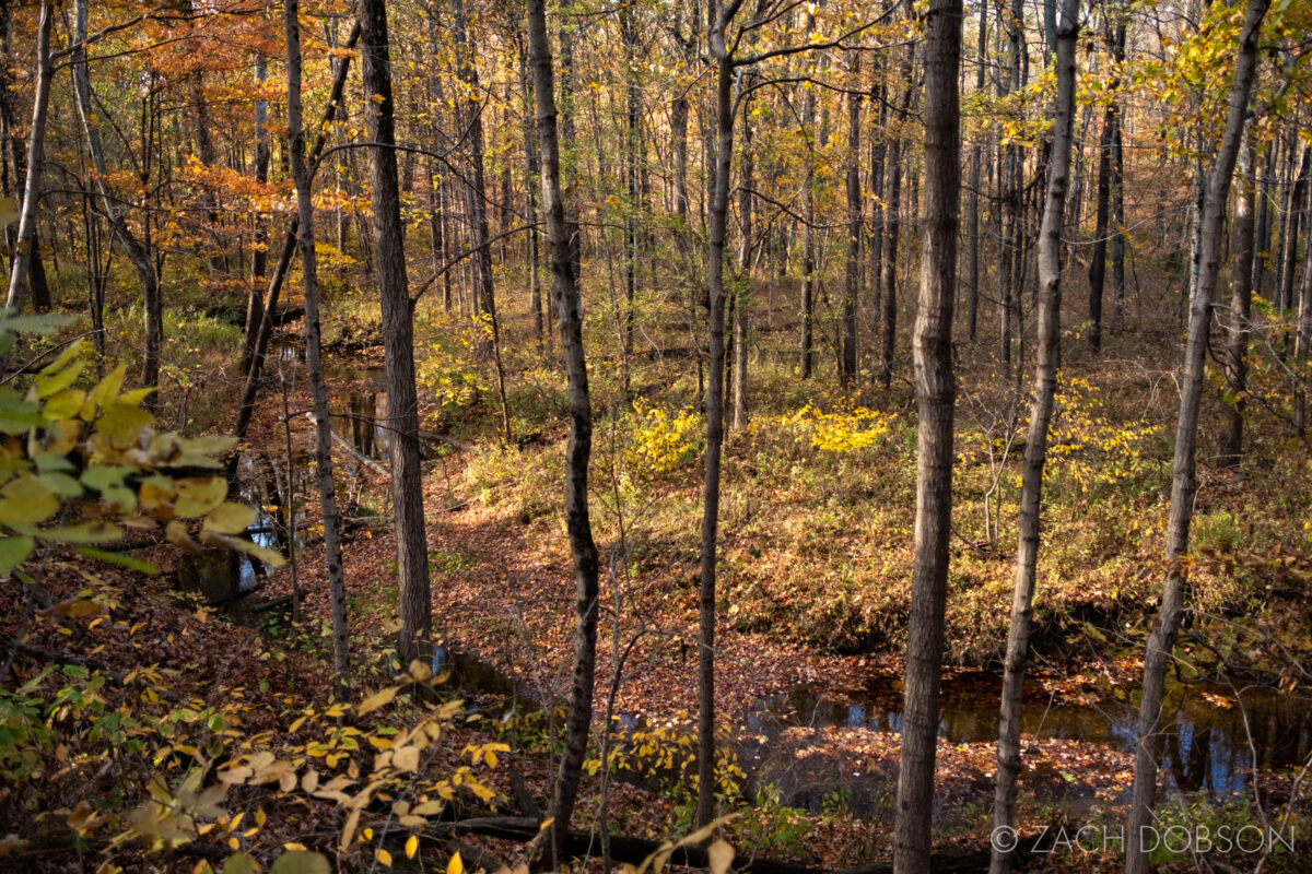 Ritchey Woods Nature Preserve in fall