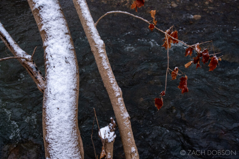 A Winter Walk