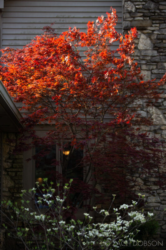 morning light on a japanese maple tree in indiana