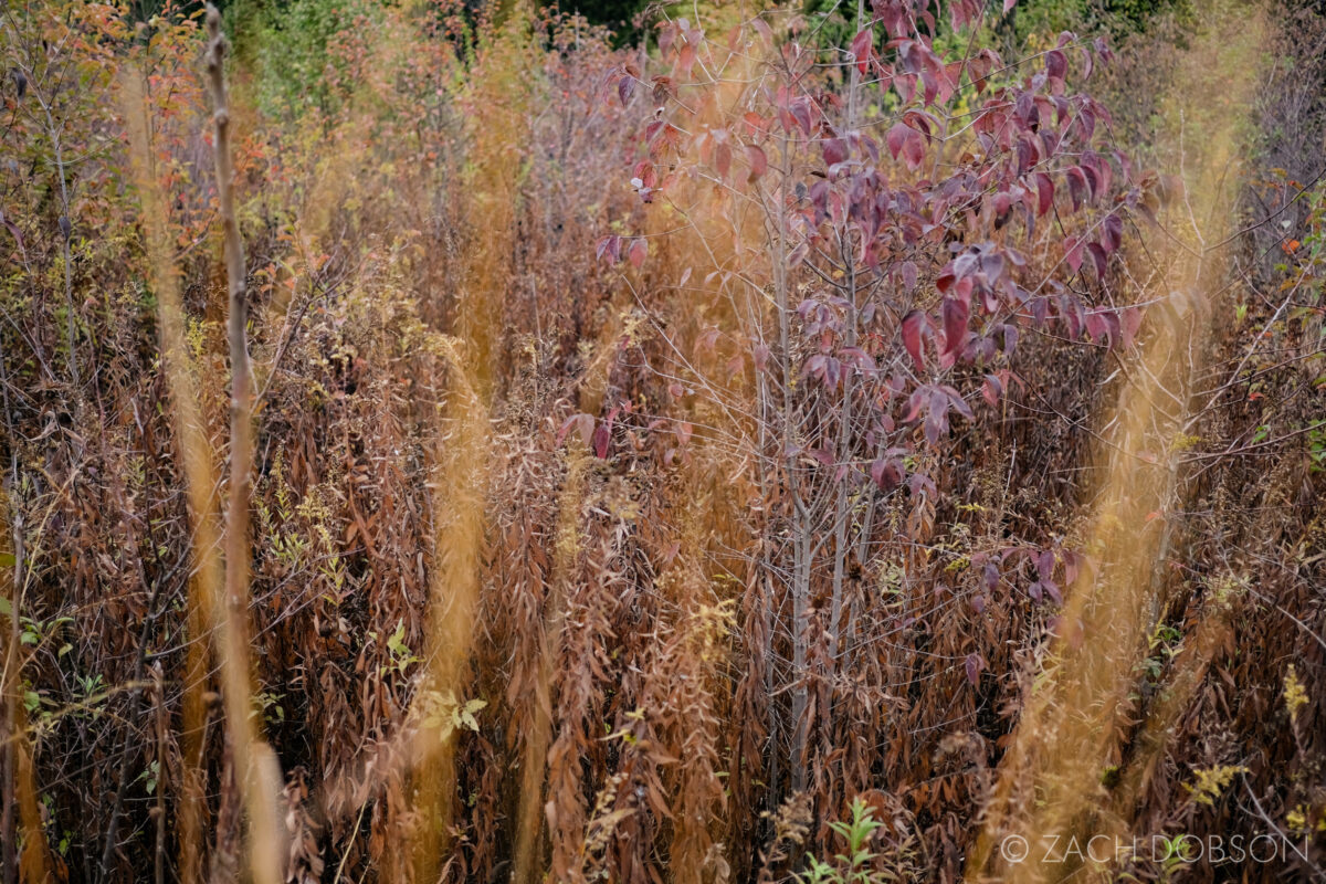 fall grasses and plants in indiana