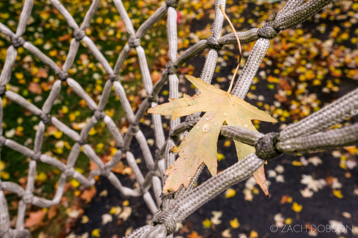 fall leaf with water droplets caught in a basketball net