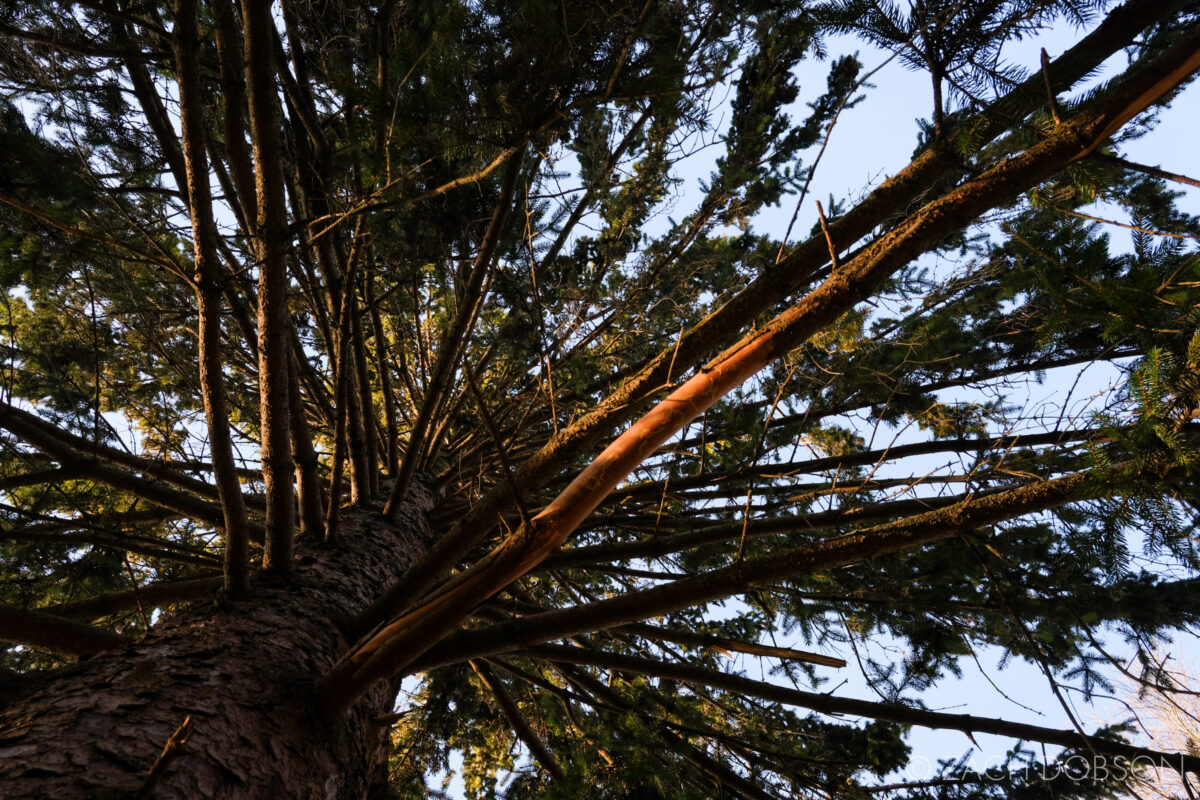 looking straight up into a pine tree with blue sky