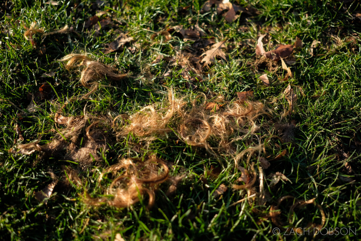 hair from haircut in the grass