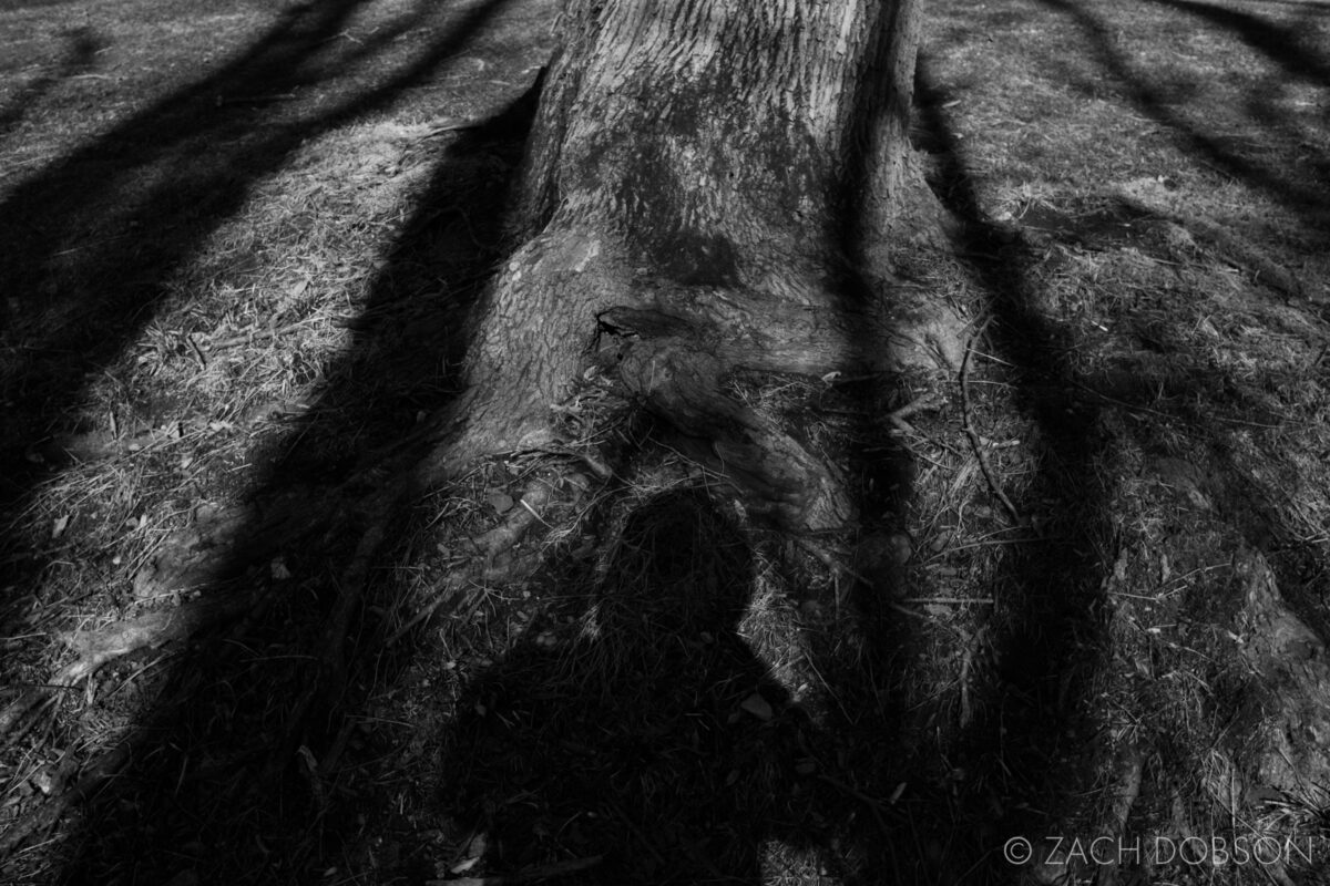 shadow self portrait with roots