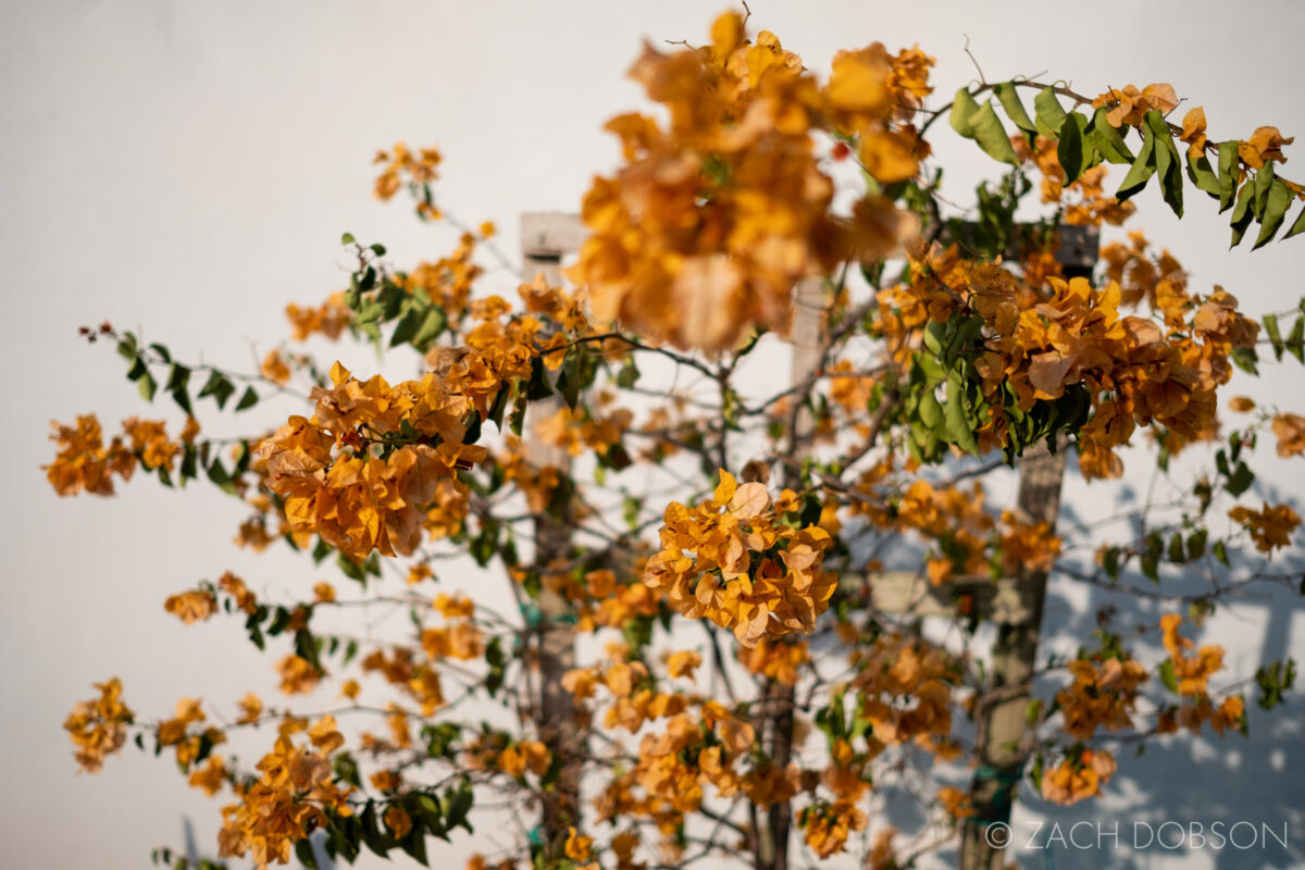 Flowers outside Homestead Florida Cuban restaurant Havana Spice