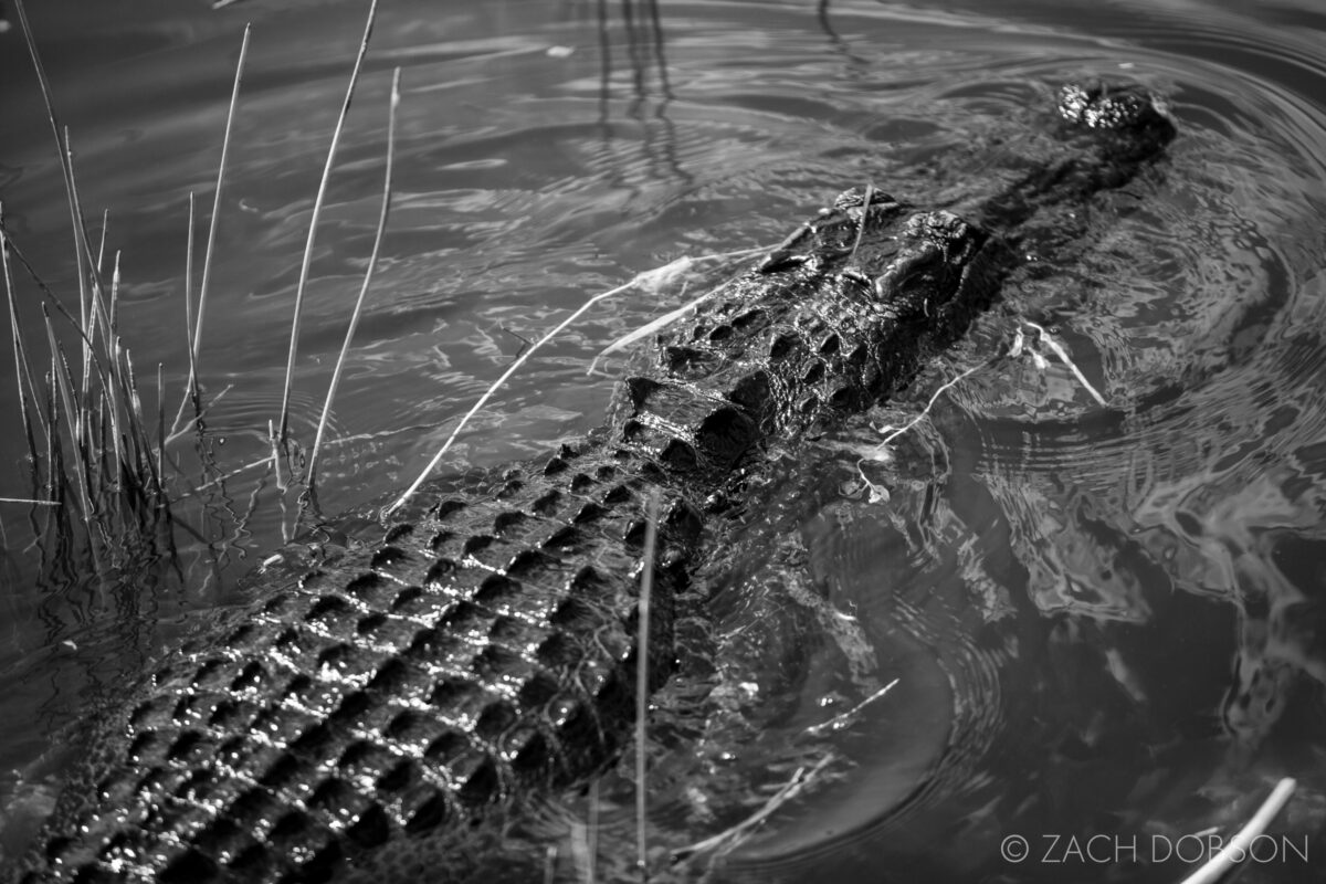 everglades national park anhinga trail alligator