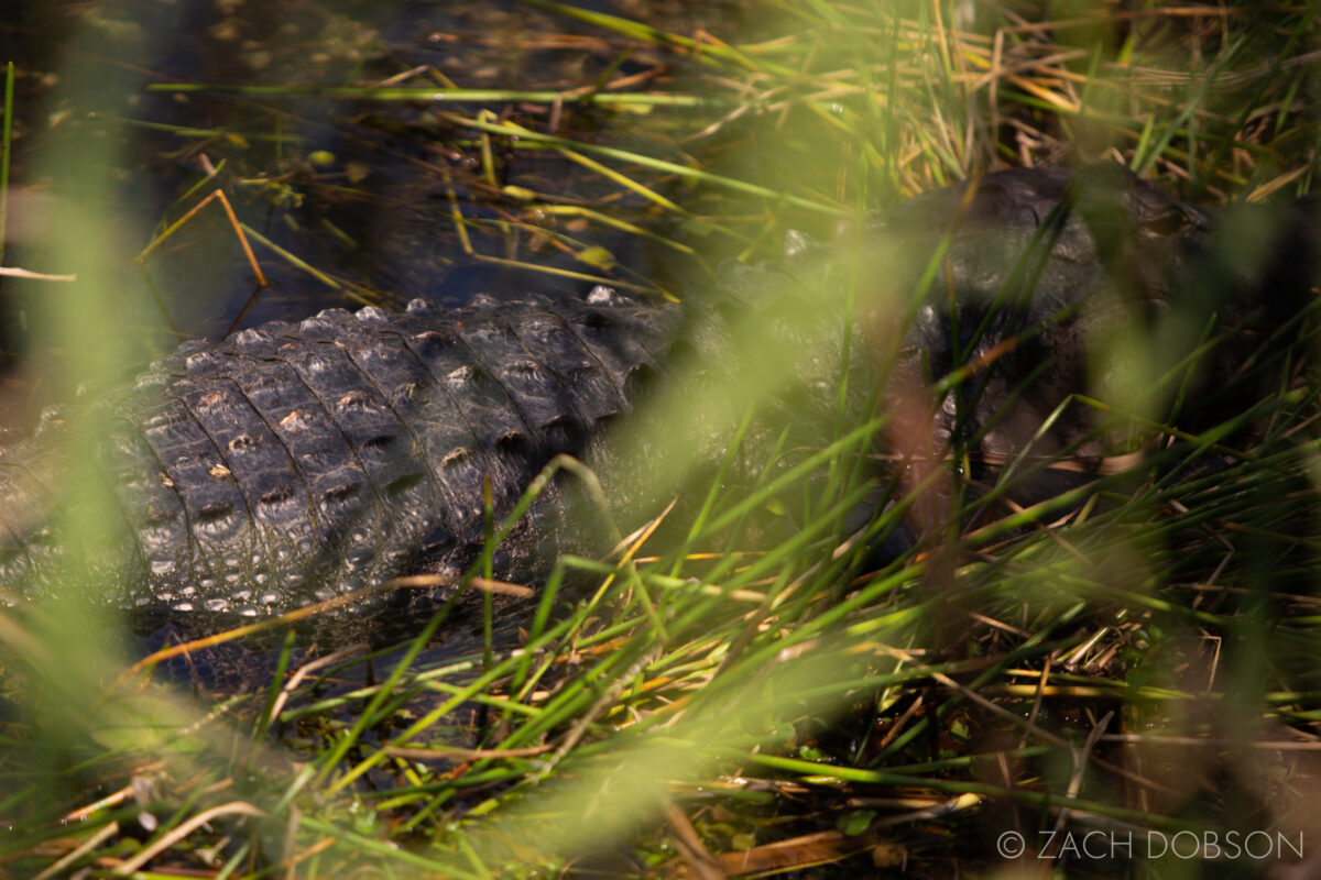 anhinga trail everglades national park alligator