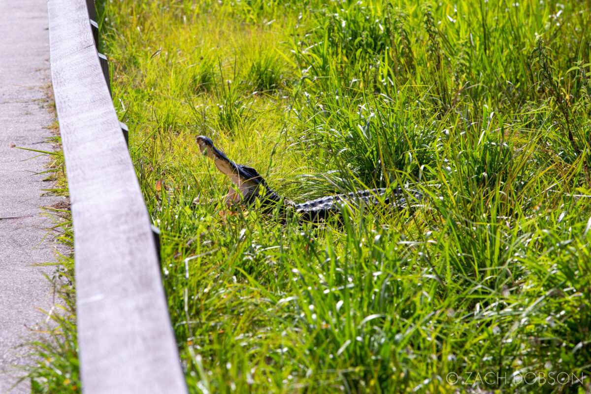 everglades national park anhinga trail alligator