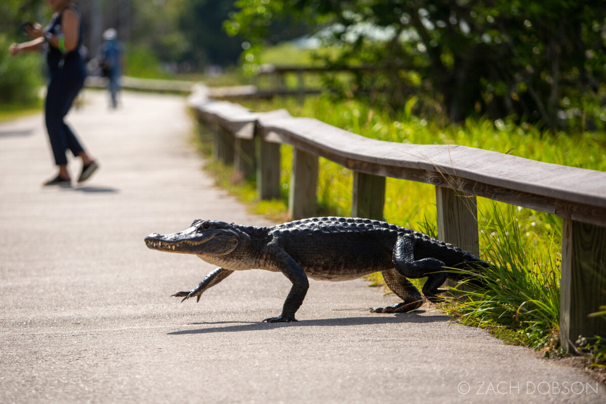 everglades national park anhinga trail alligator
