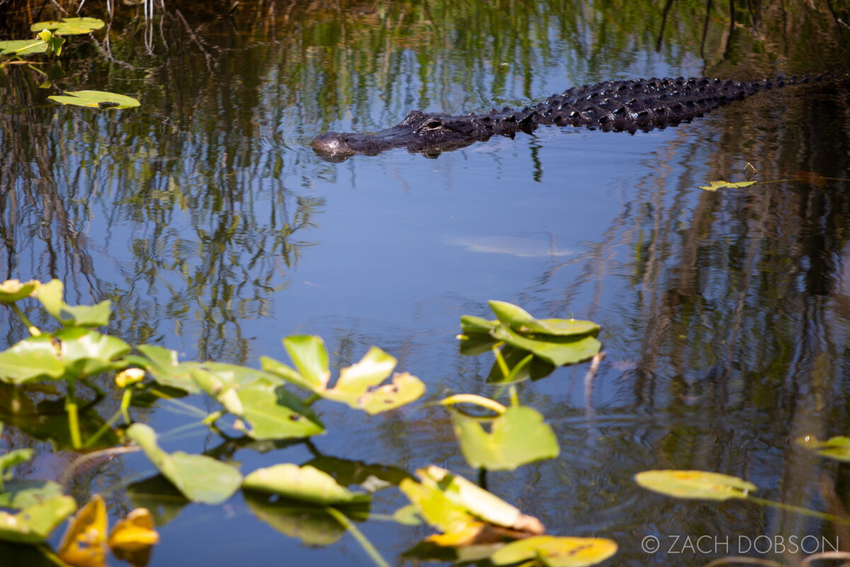anhinga trail everglades national park alligator