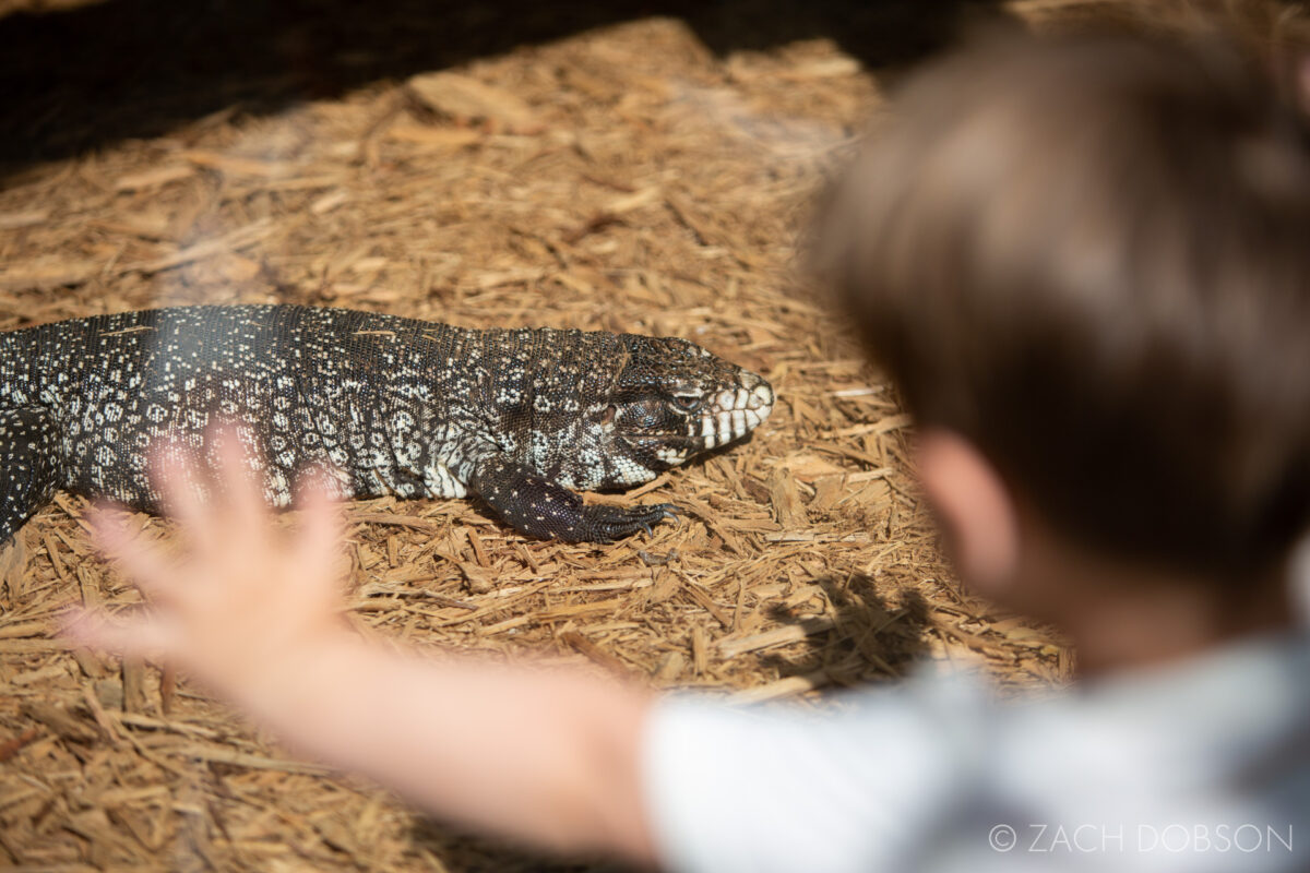 wonder gardens bonita springs reptiles