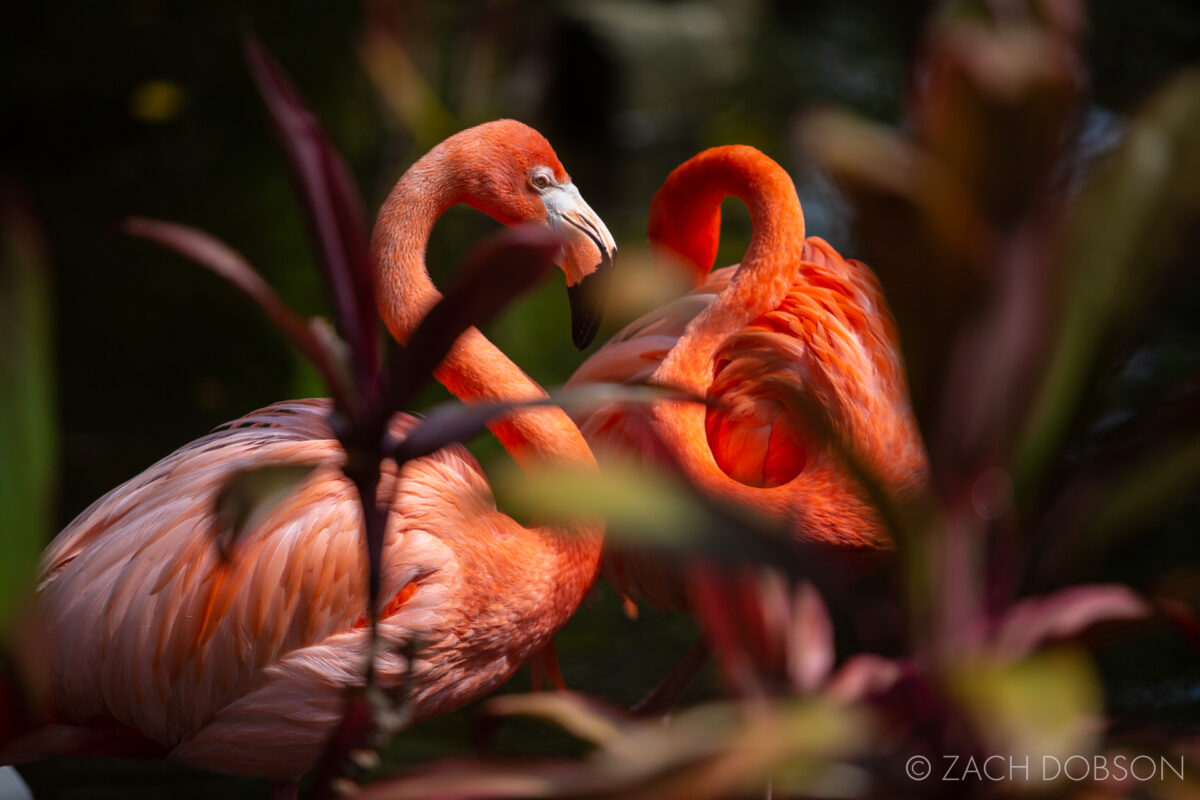 wonder gardens bonita springs flamingos