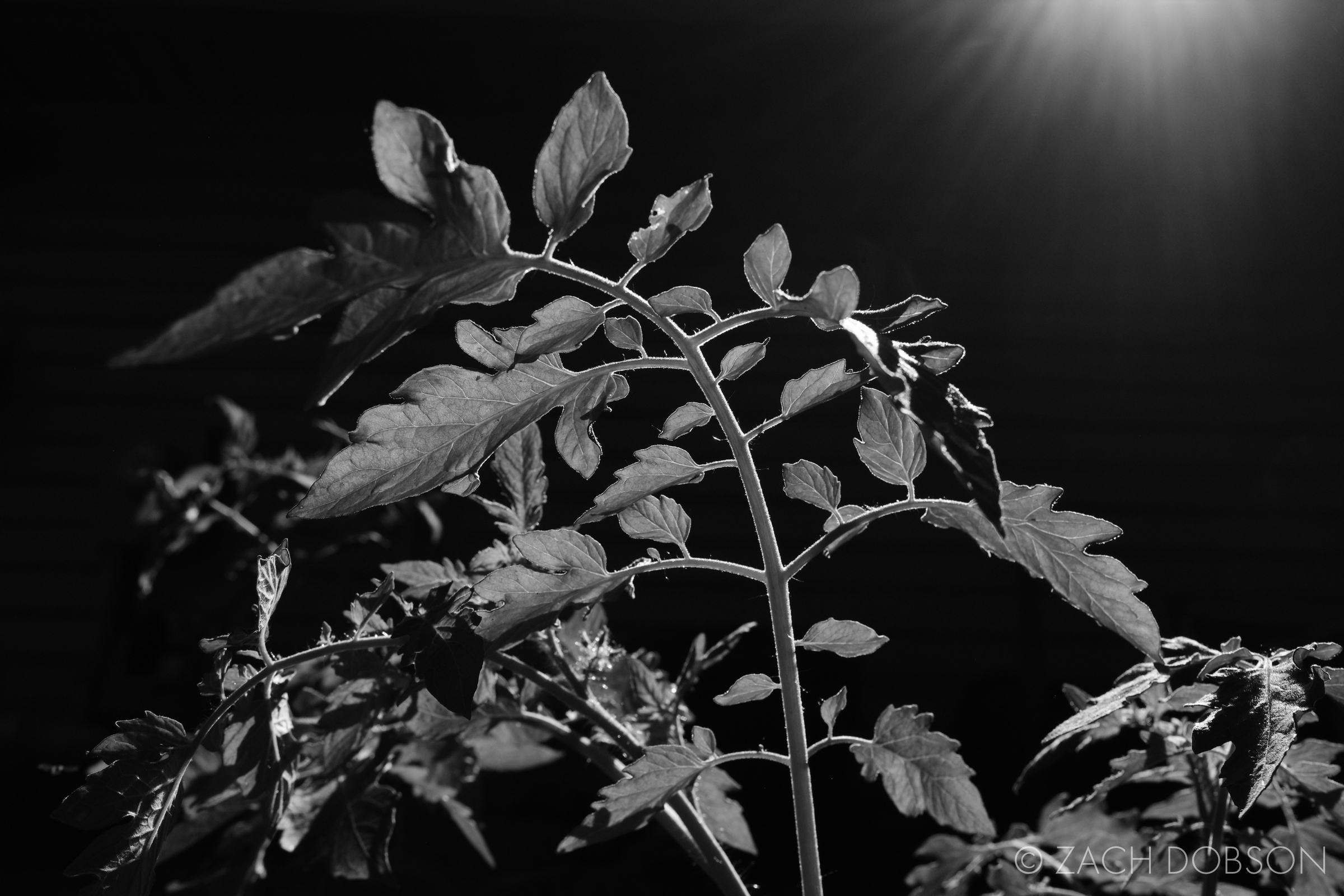 black and white nature photography tomato plant