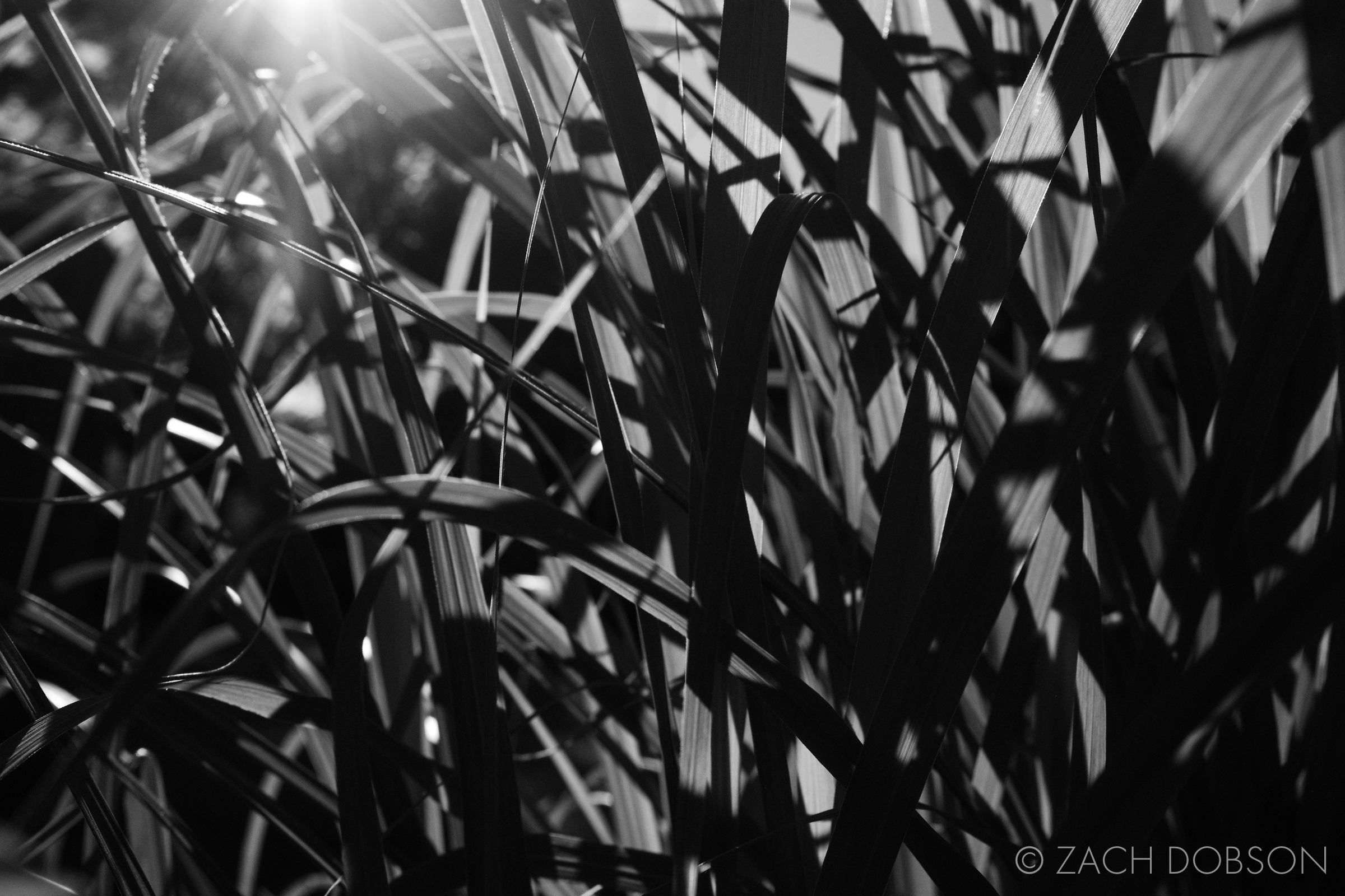 black and white nature photography tall grass