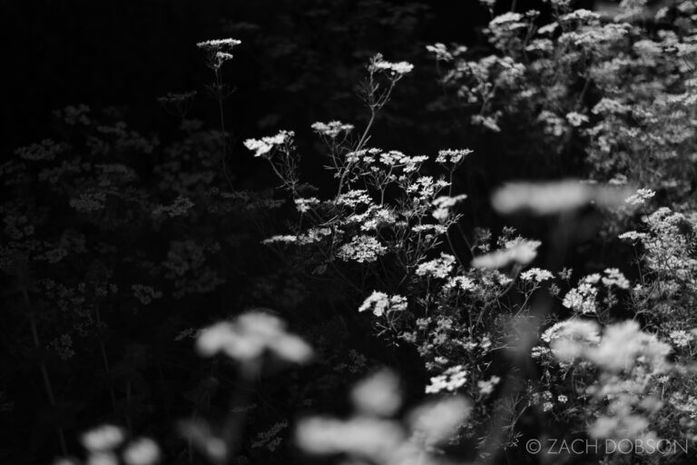 High Contrast Black and White Nature Photography at Home