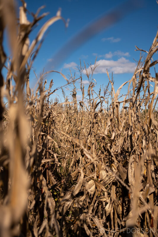 corn maze beasleys farm danville indiana