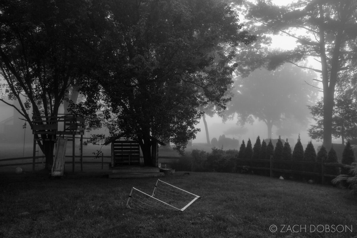 suburban backyard in the fog