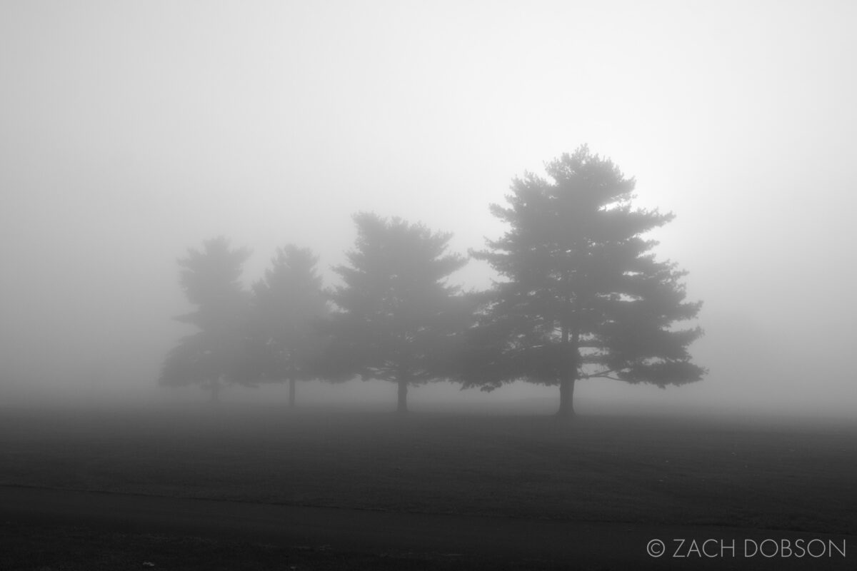 pine trees in the fog