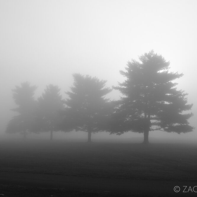 fog trees nature