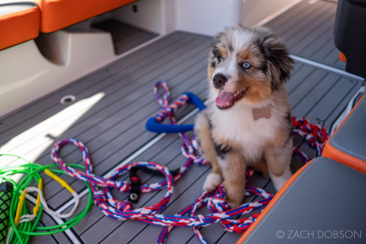 Puppy on a boat. Watts Bar Lake, Kingston, TN