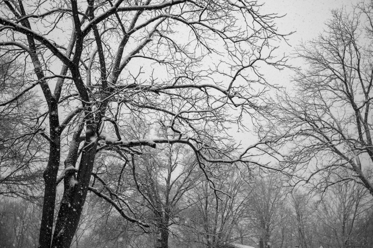 snow in the trees, carmel, indiana