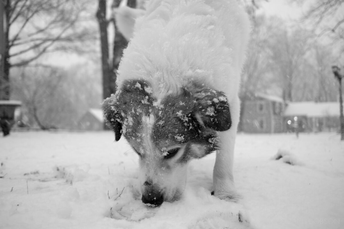 winter, dog in the snow, carmel, indiana, black & white, great pyrenees 