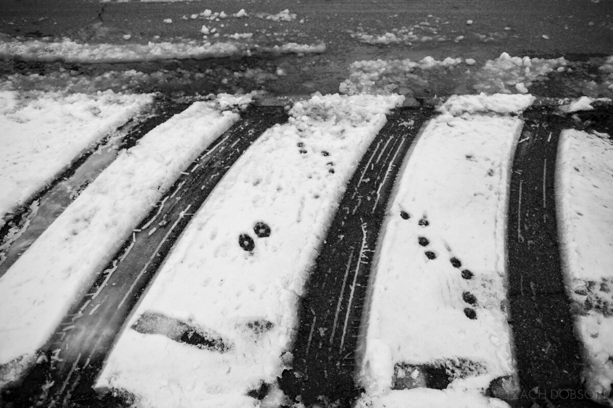 winter, tire tracks in the snow, carmel, indiana, black & white