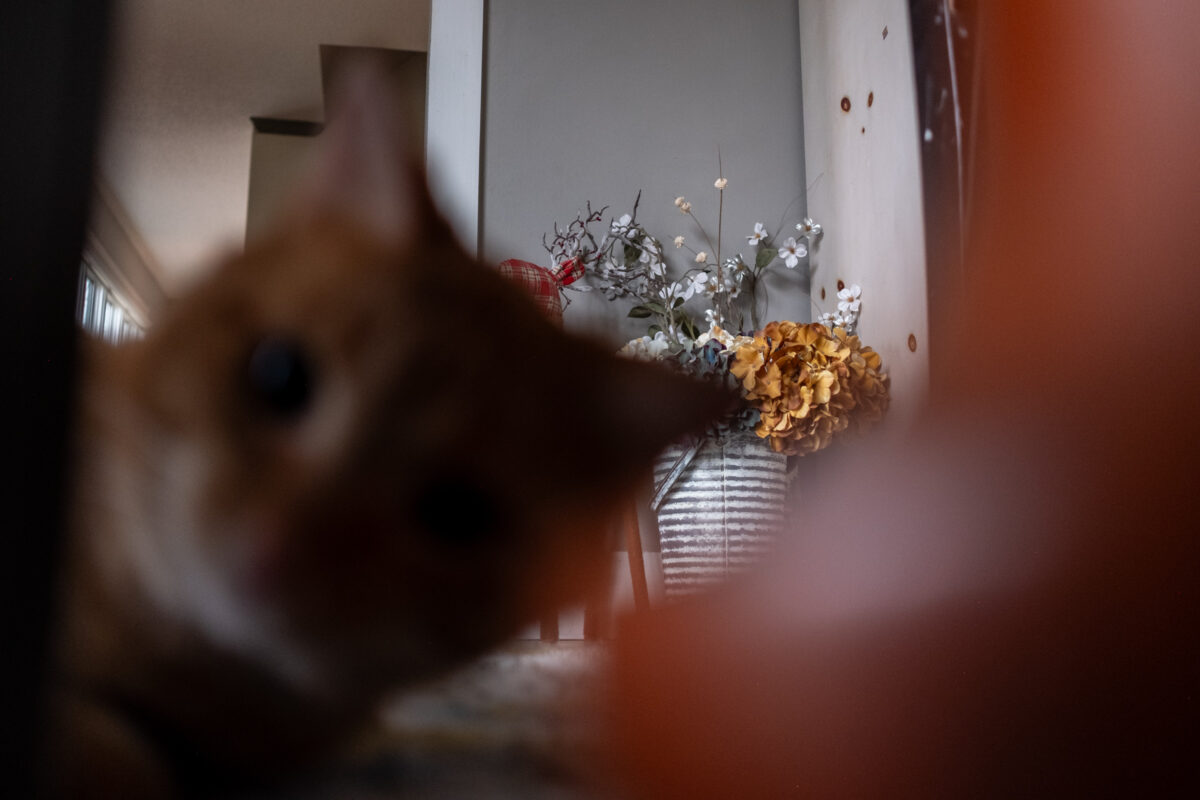 Home interior with dried plants in a bucket. Cat head out of focus in foreground.