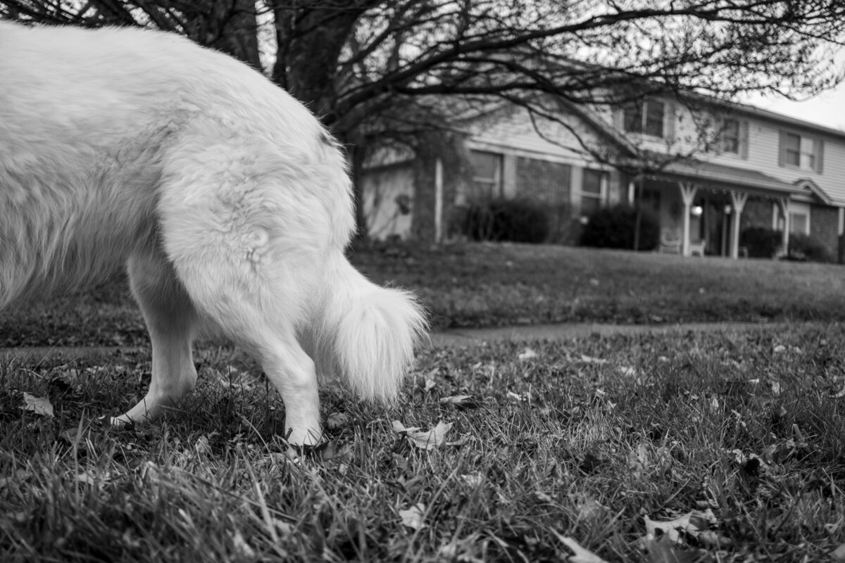 "Half a Dog" ©Zach Dobson Top 10 Photos 2024  Low angle of grass and suburban home in black & white. Back half of white furry dog in frame on the left. Carmel, Indiana.