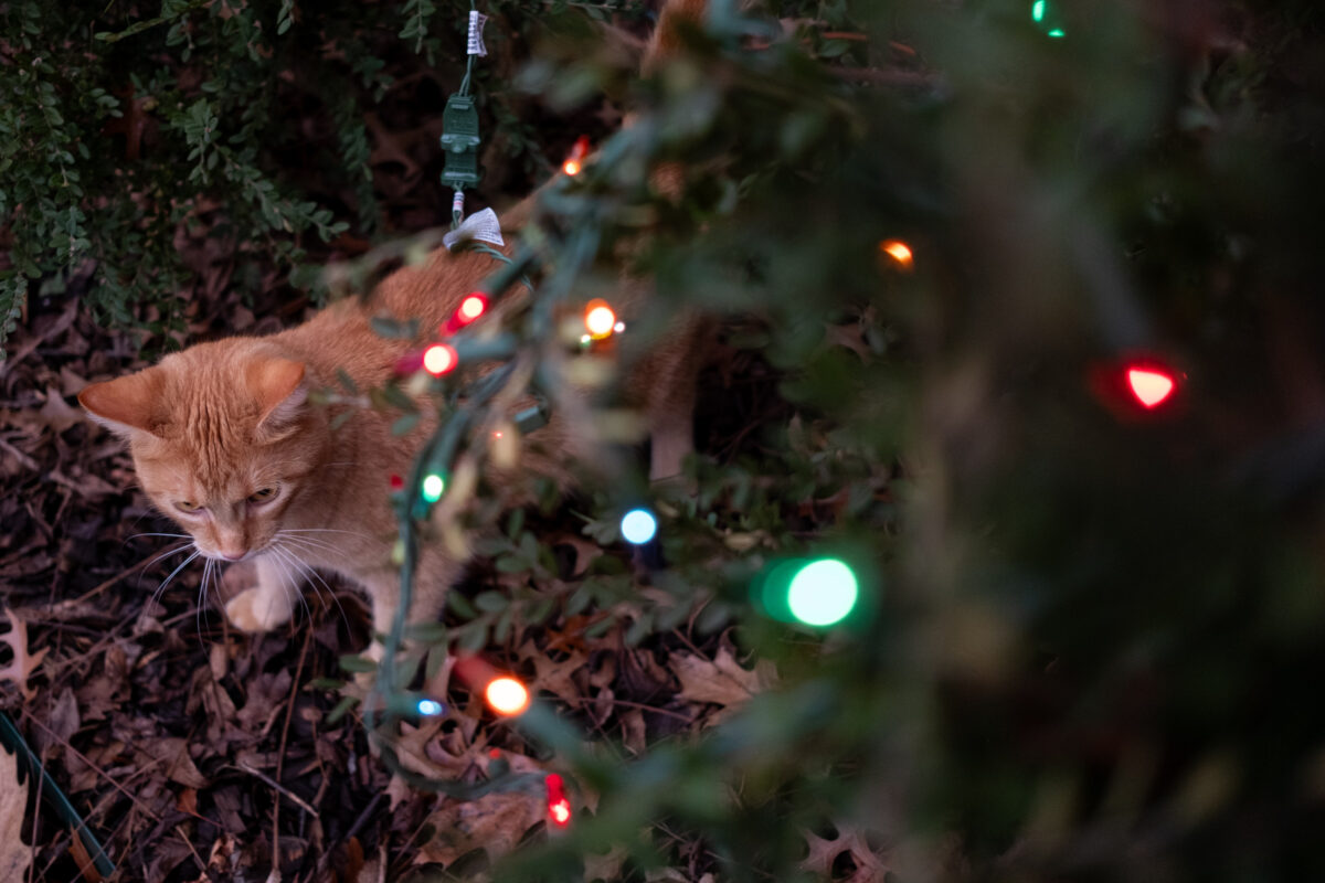 "Cat Emerges" ©Zach Dobson Top 10 Photos 2024  Green bushes with colored holiday lights and orange cat walking out from behind them. Carmel, Indiana