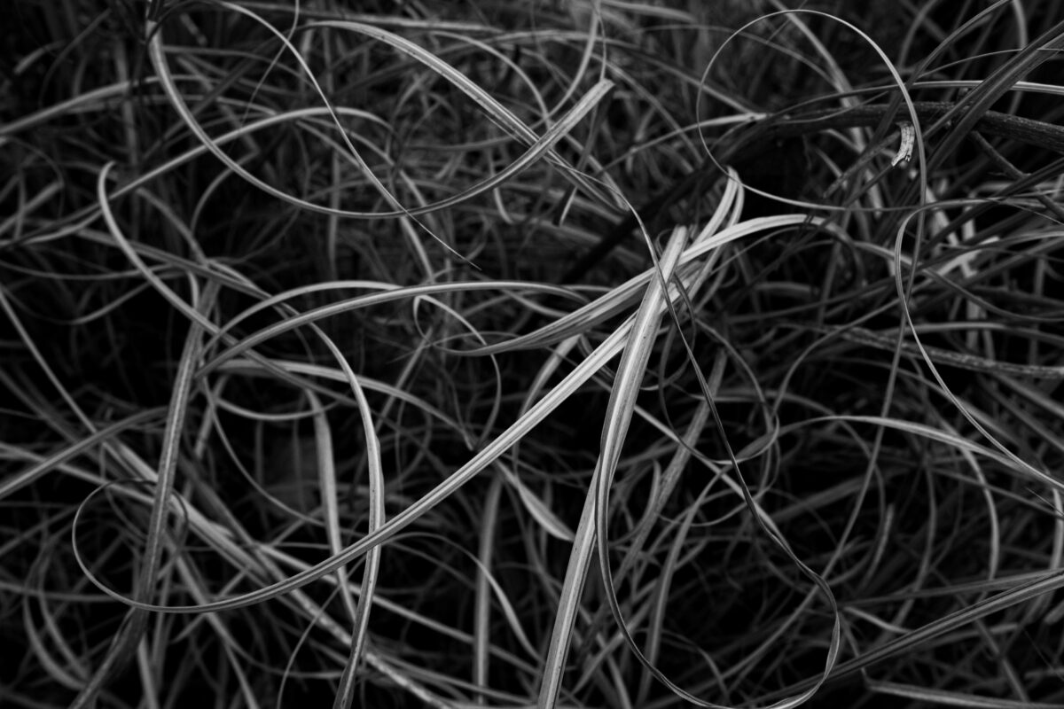 "Grass Abstract" ©Zach Dobson Top 10 Photos 2024  Black & white image of tall grasses close up. Carmel, Indiana.