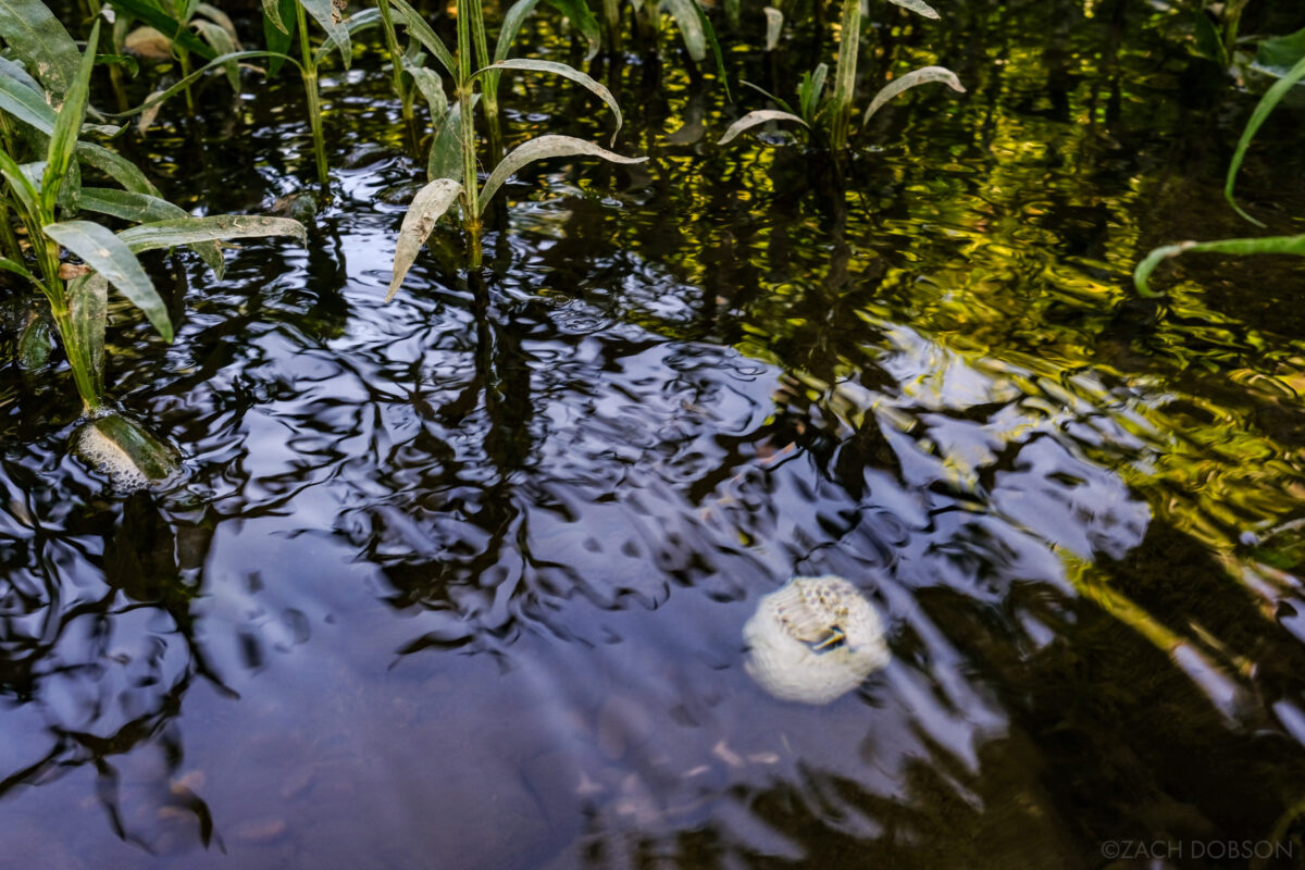 As It Lies book cover photo. Lost golf ball in the creek with reeds and reflections
