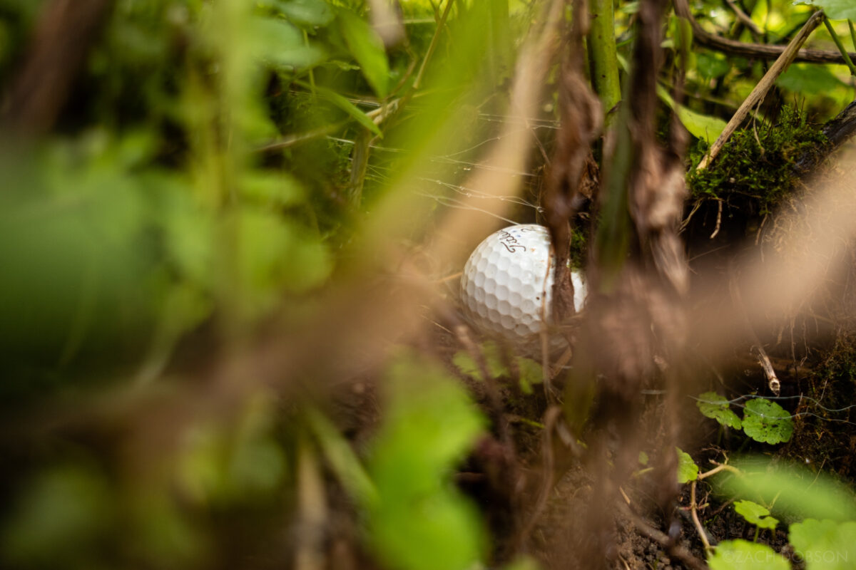 a lost golf ball in lush green undergrowth with spider webs with dew drops on them