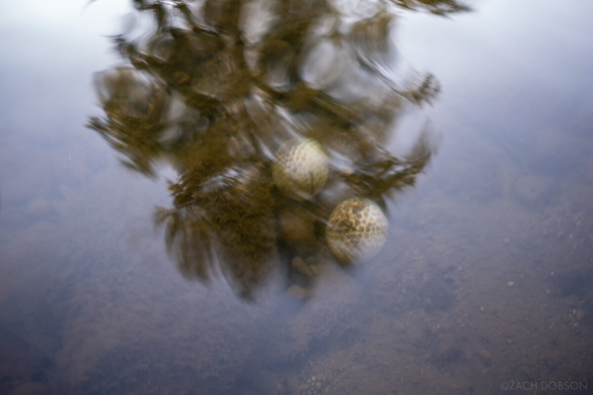 two lost golf balls side by side. the still water reflects the silhouette of a tree