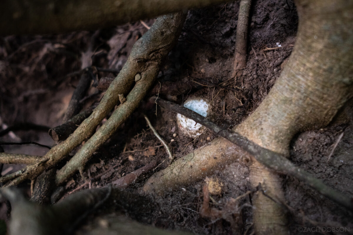 a golf ball stuck in the dirt within a tree's root system. only a small amount of the ball is visible, leading us to believe it has been covered for a long period of time