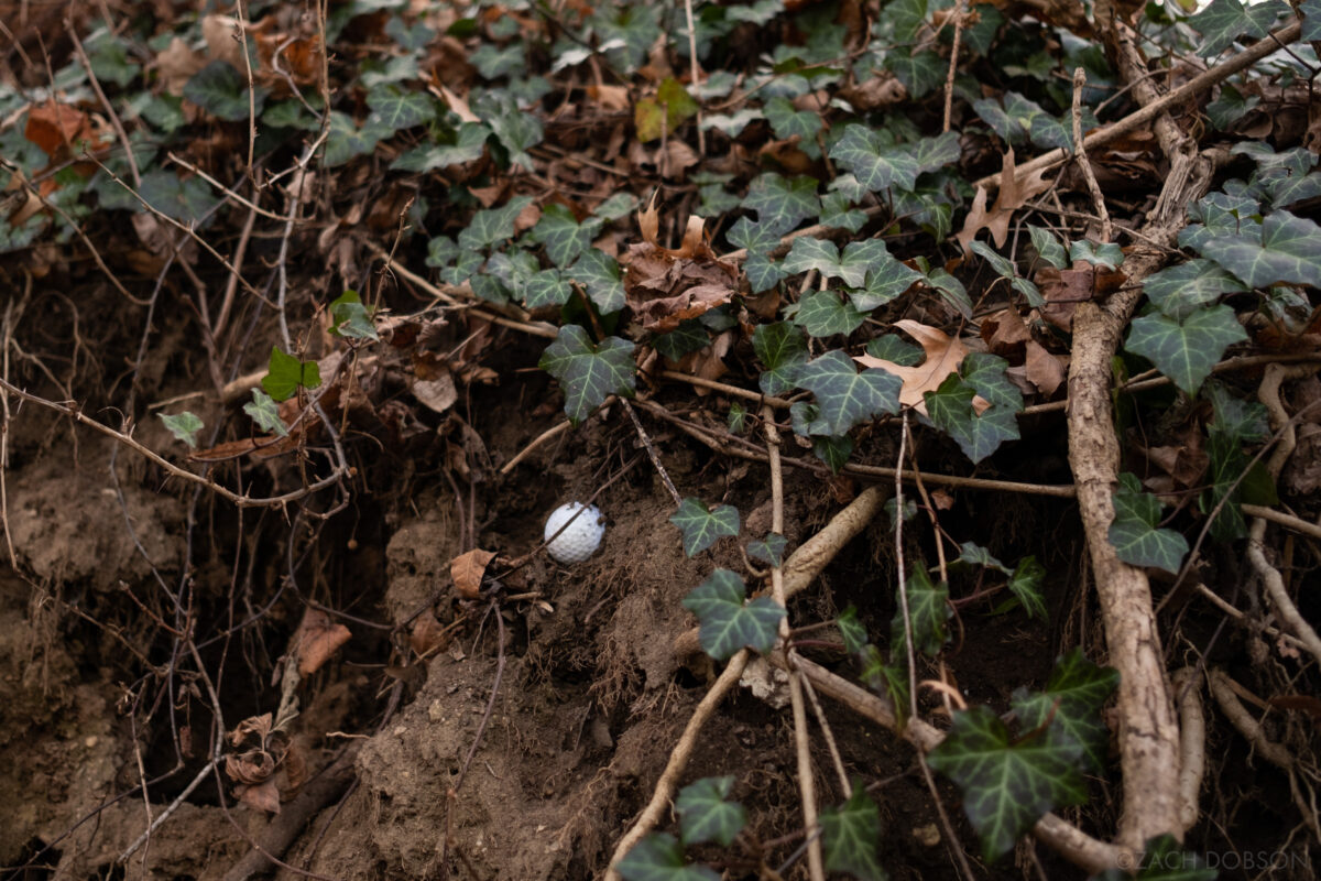 a golf ball stuck in the side of a hill with green ivy growing around it