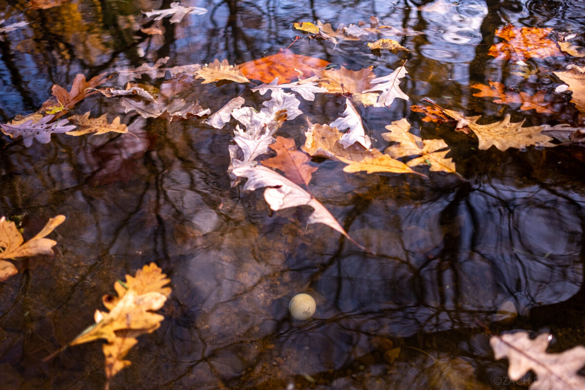 Fall leaves float on the water with a lost golf ball underneath the surface