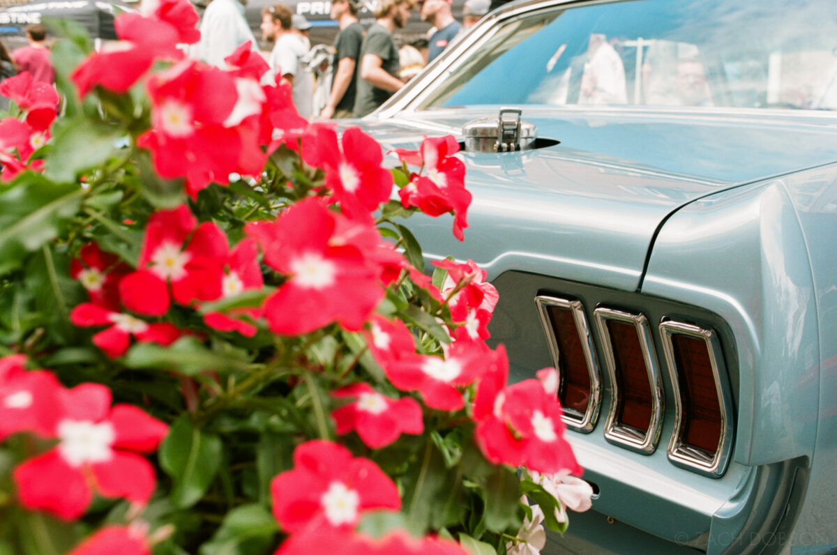 pink flowers and the back of a light blue vintage Ford Mustang at Carmel Artomobilia 2024