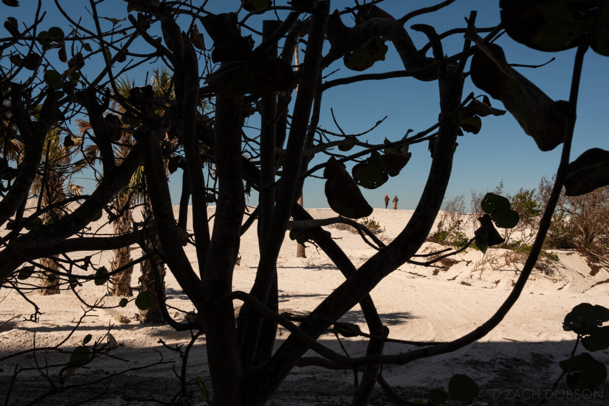 Plant silhouette and beachgoers on top of a dune in the distance. Bonita Springs, Florida.